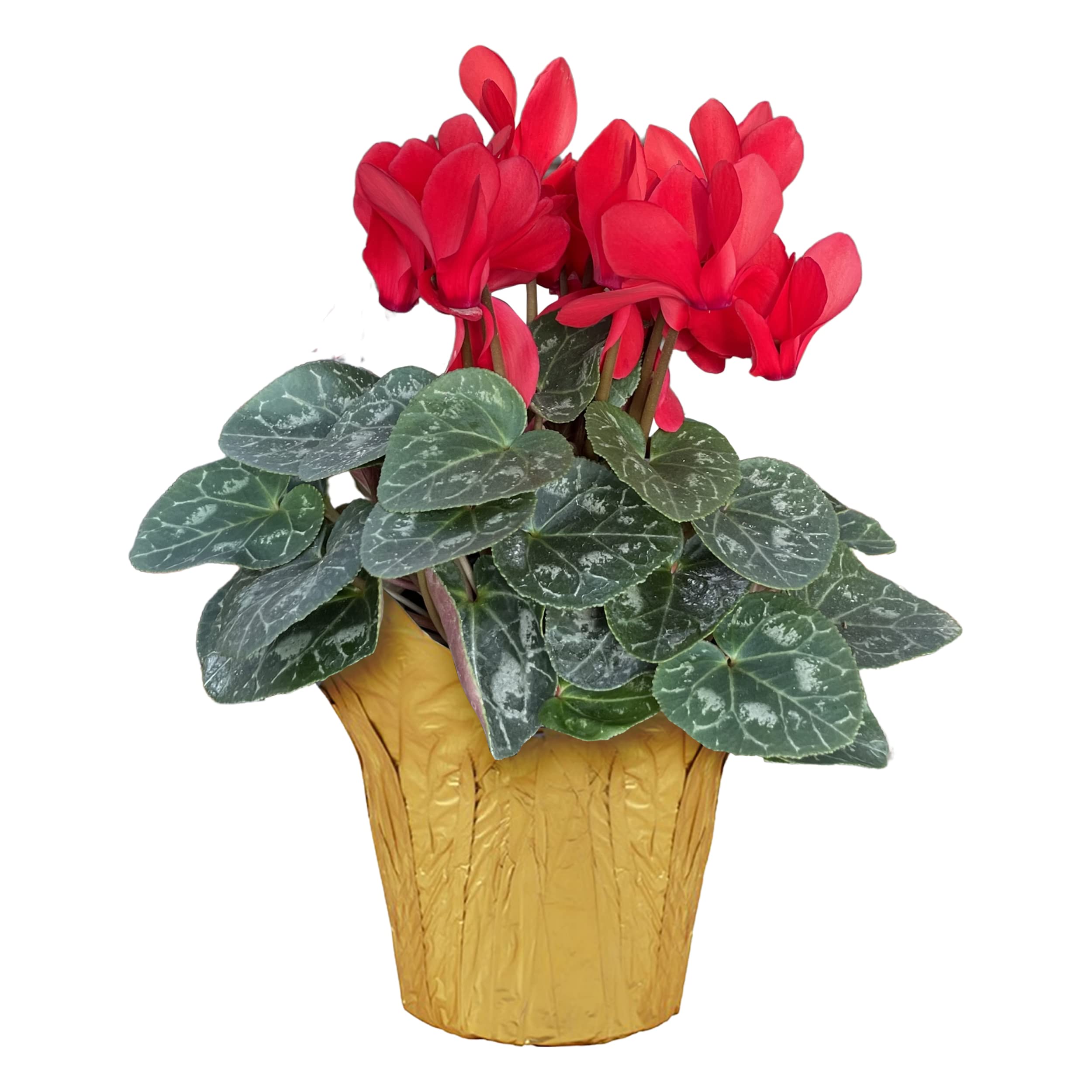 Live Flowering Cyclamen Red