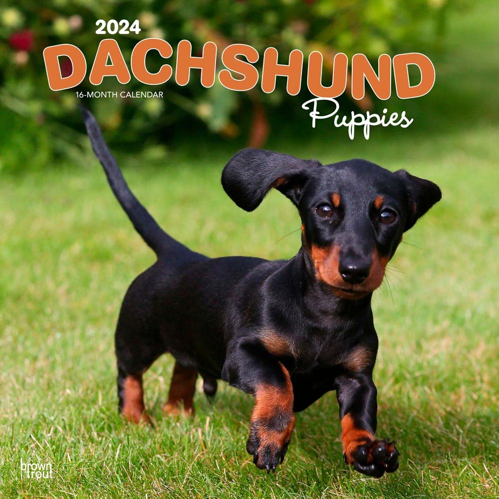 2024 Puppy Dachshund Calendar/Brown Trout 12x24 (Dachshund Puppies Square Calendar)