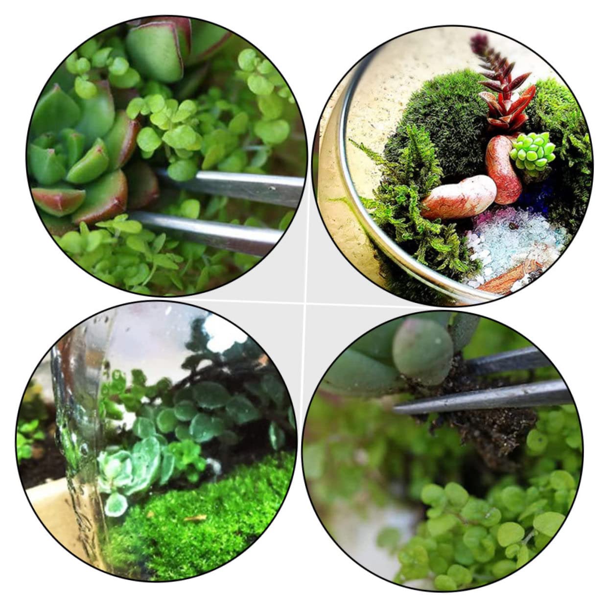 PRETYZOOM Pince de Jardinage en Acier Inoxydable 304, 6 Pièces, Manche Ergonomique, Outil pour Plantes D’Intérieur Succulentes