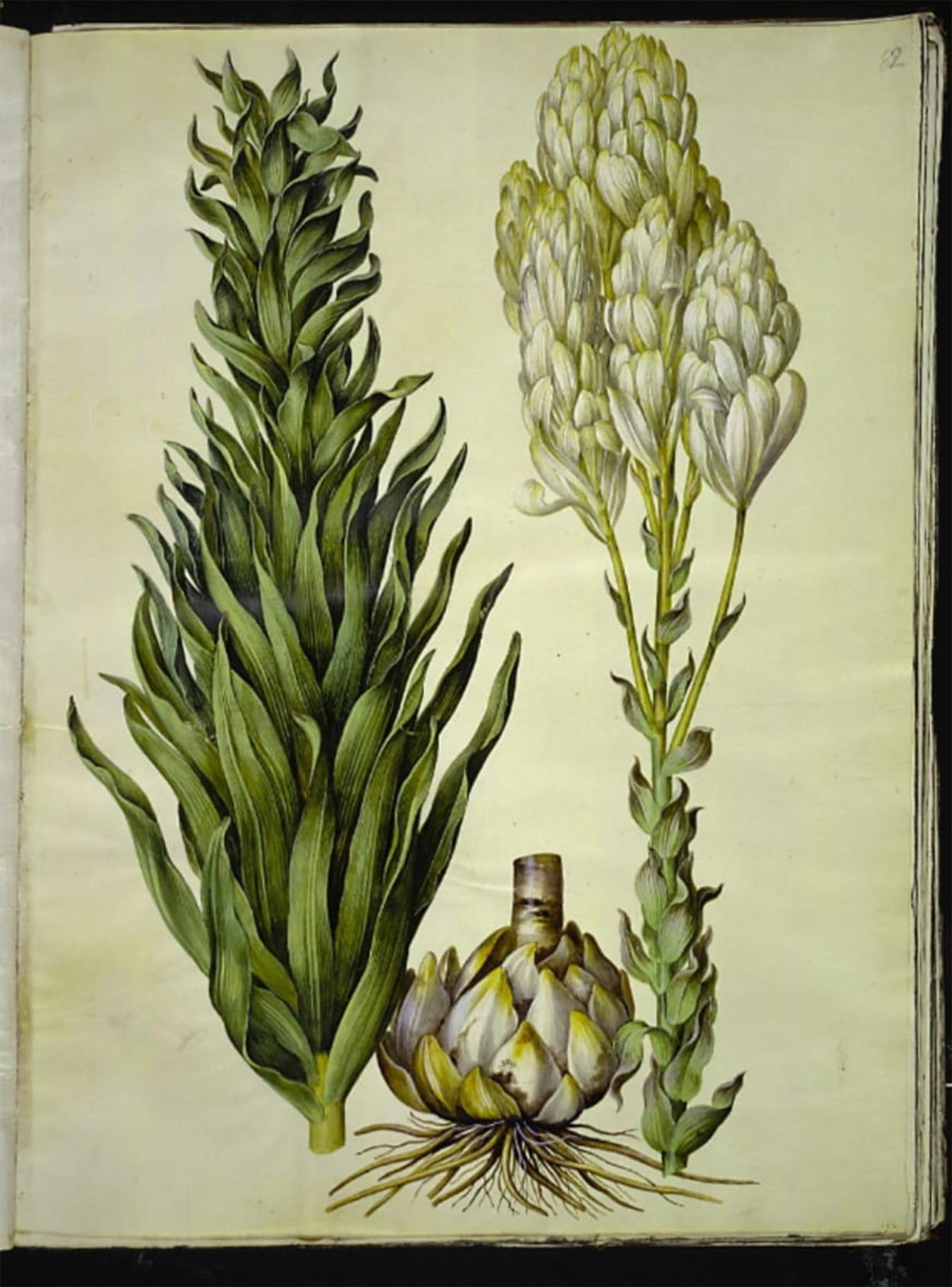 ARTXLXXBN Famous Prints Artwork Pictures Poster Painting Art Lilium Candidum by Hans Simon Holtzbecker Artwork Landscape Pictures for Home Decor 60x90cm