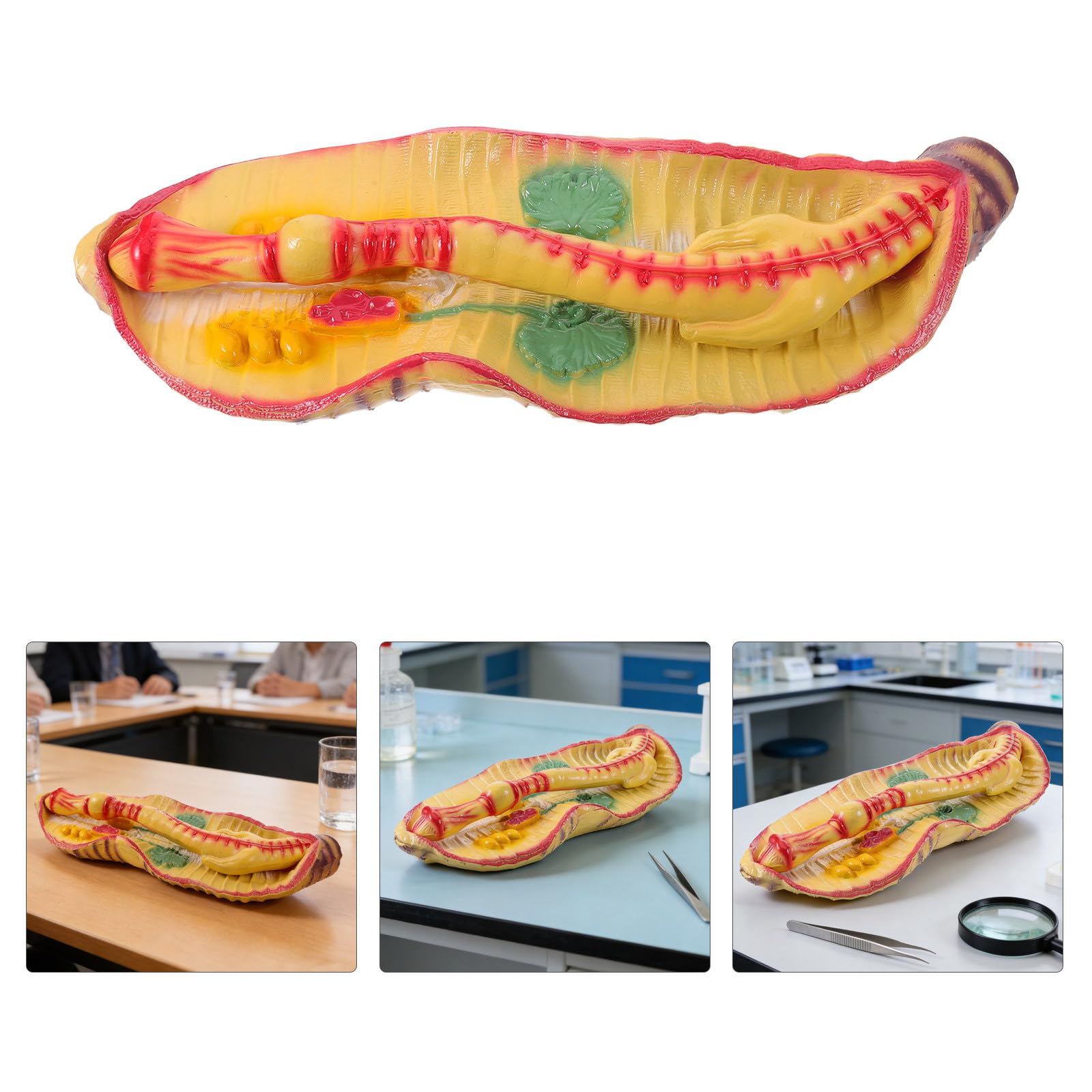 ULTECHNOVO Modèle Anatomique Agrandi Support Pédagogique Complet de Terre en Plastique pour Dissection pour Cours de Sciences en Classe