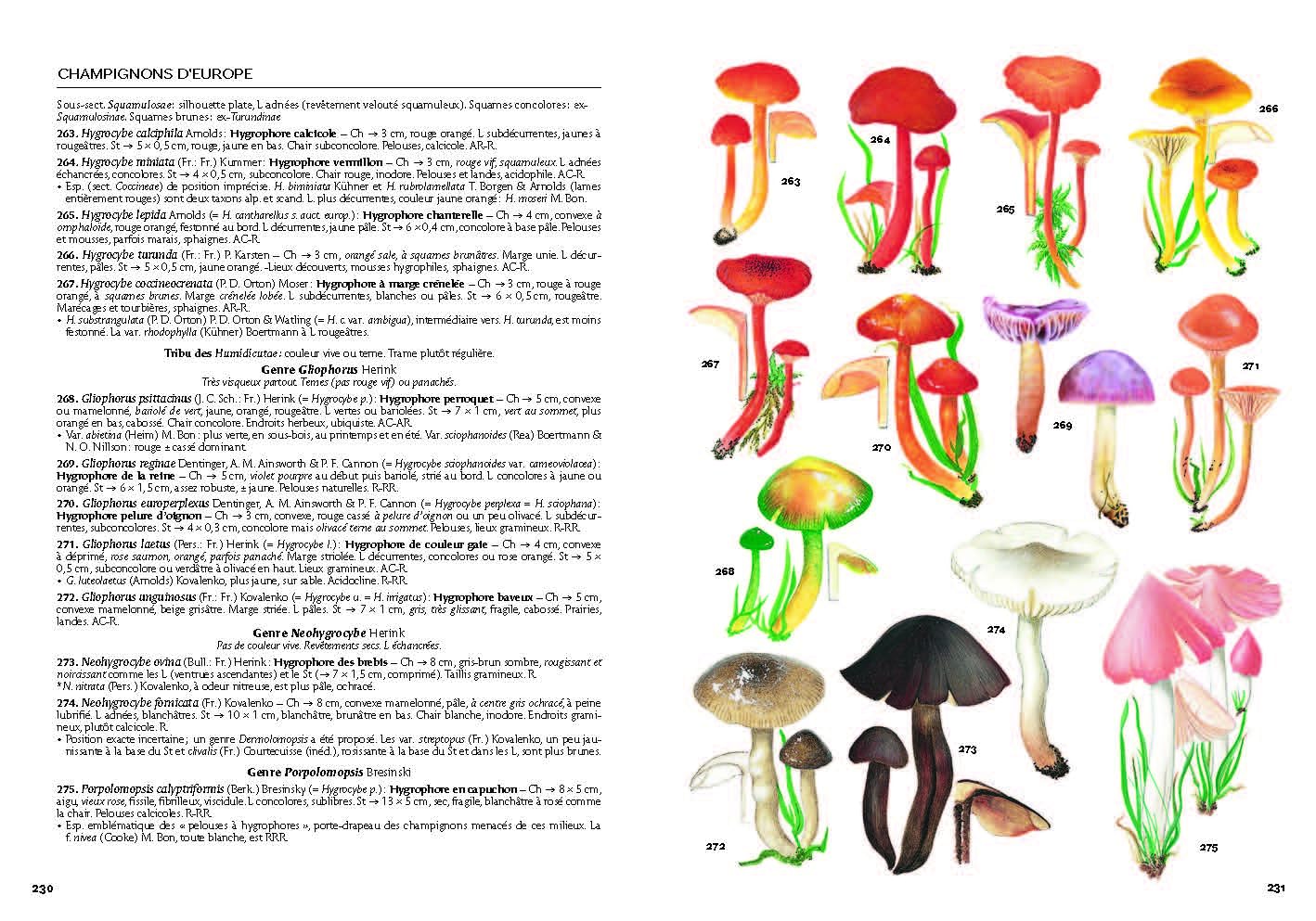Champignons d'Europe: Identifier 3 500 espèces