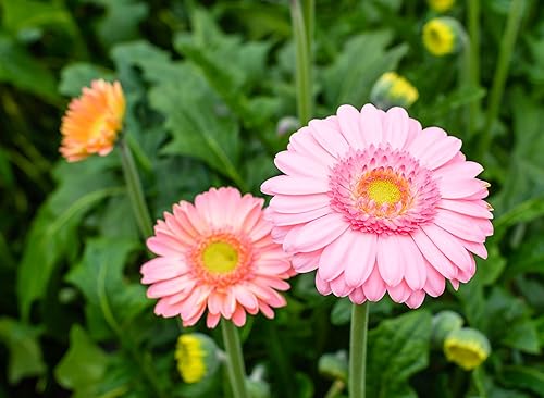 Miniatura 4 de 100 piezas de semillas de margarita gerbera de colores mixtos planta perenne