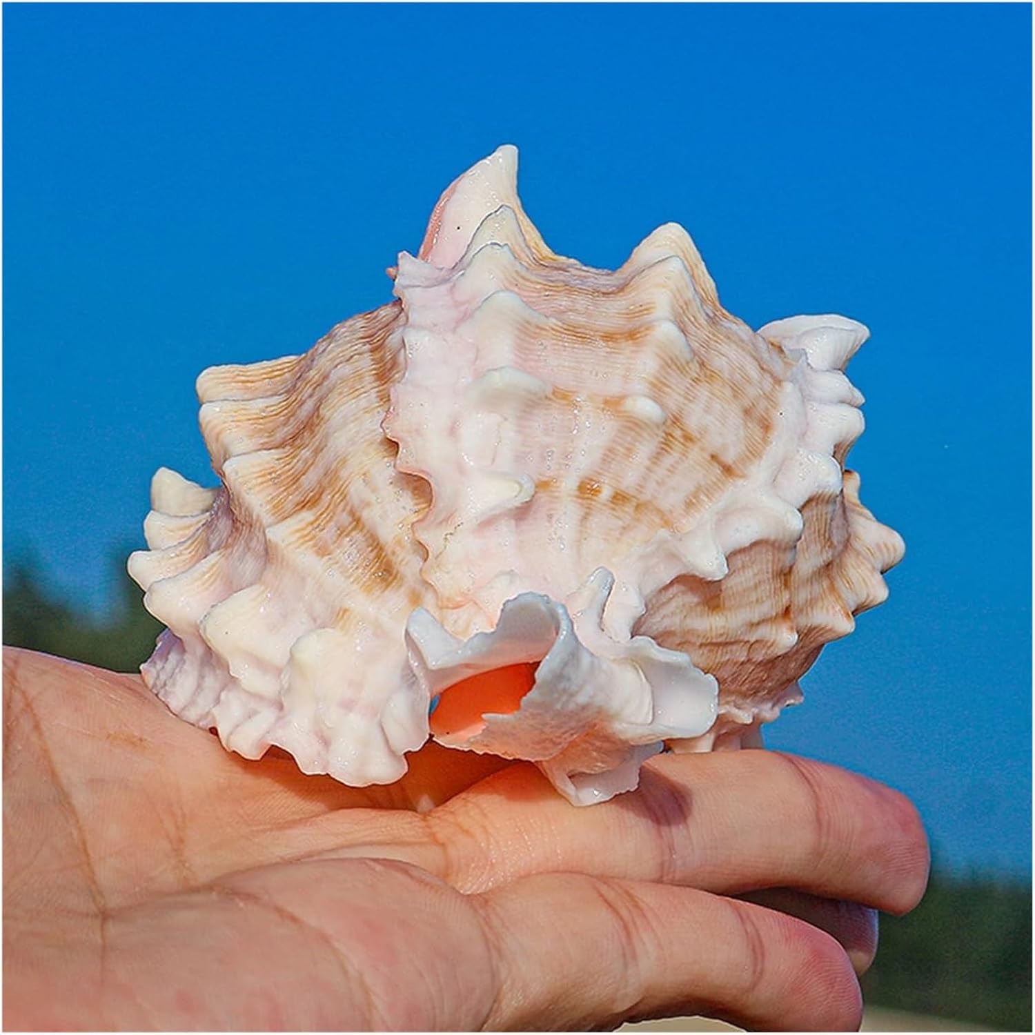 Large sea Shells，Natural Conch Shell， 6~7cm,Ocean Conch 6-9Cm Seashells for Wedding Decor Beach Theme Party and Fish Tank(8~9cm)
