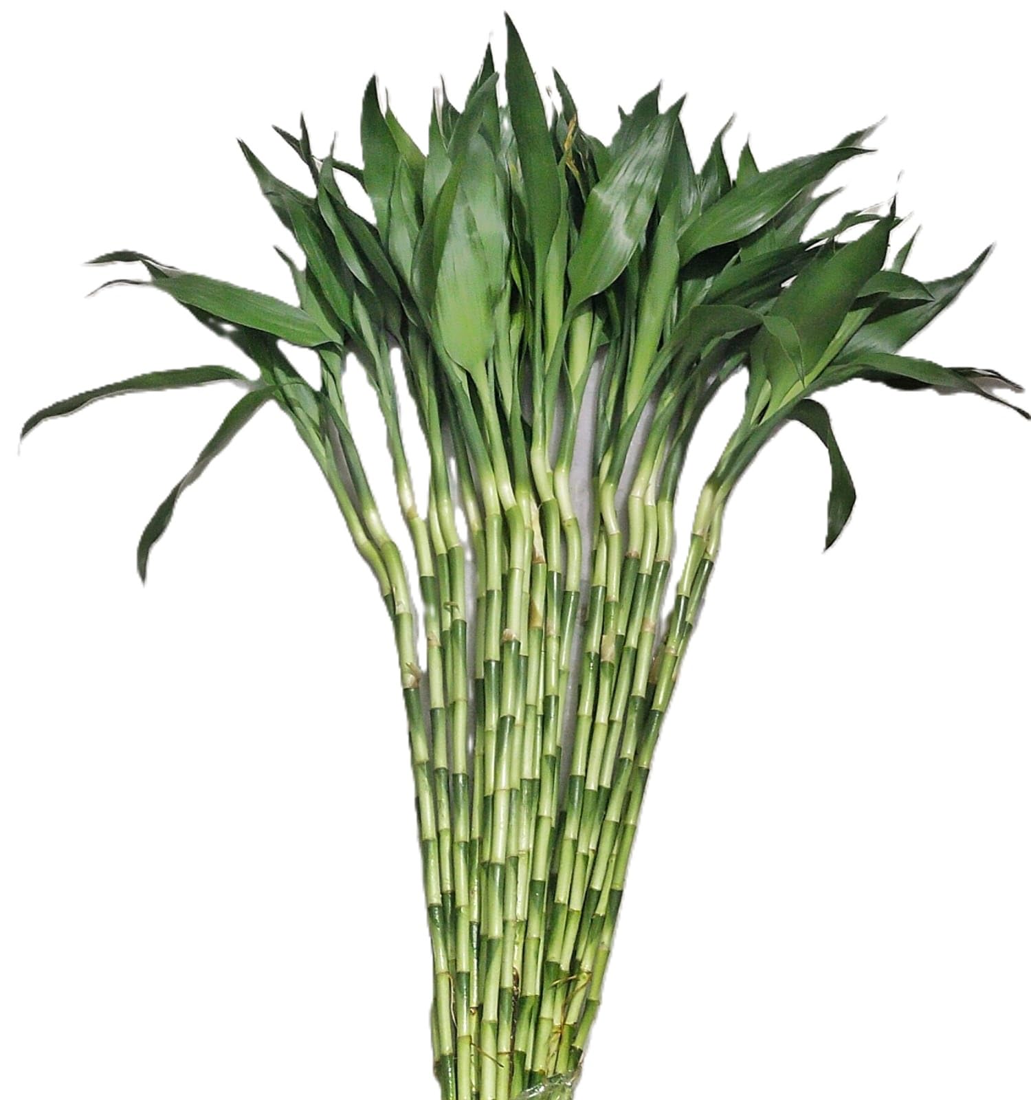 Unnati 9 Group Unnati9Group Lucky Bamboo Straight Sticks 60 Cm Live Plant Pack Of 20 4