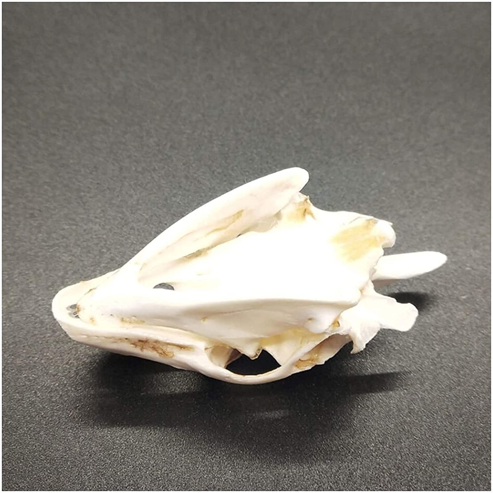 Amazon.co.jp: 亀の骨の標本モデル-本物のカメの頭蓋骨の頭のレプリカ