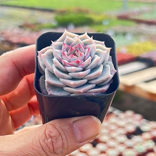 Miniatura 4 de Plantas de cactus raras de 2 pulgadas para valla mexicana, plantas de cactus suculentas vivas totalmente enraizadas en macetas de cultivo, planta de