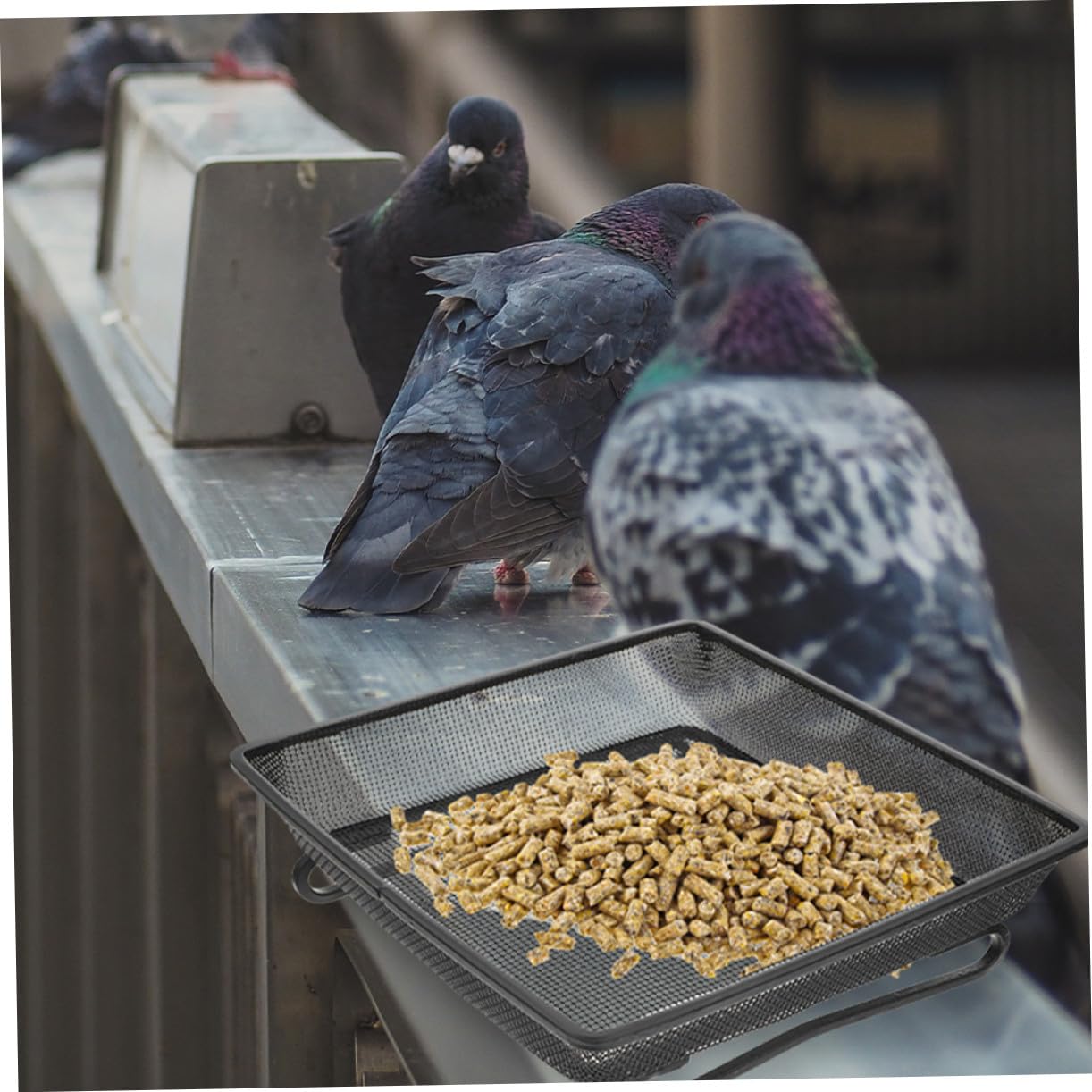 Comedero Terrestre para Pájaros Silvestres Plataforma Cuadrada de Acero Inoxidable, Resistente Intemperie y Fácil de Limpiar para Jardín Exterior