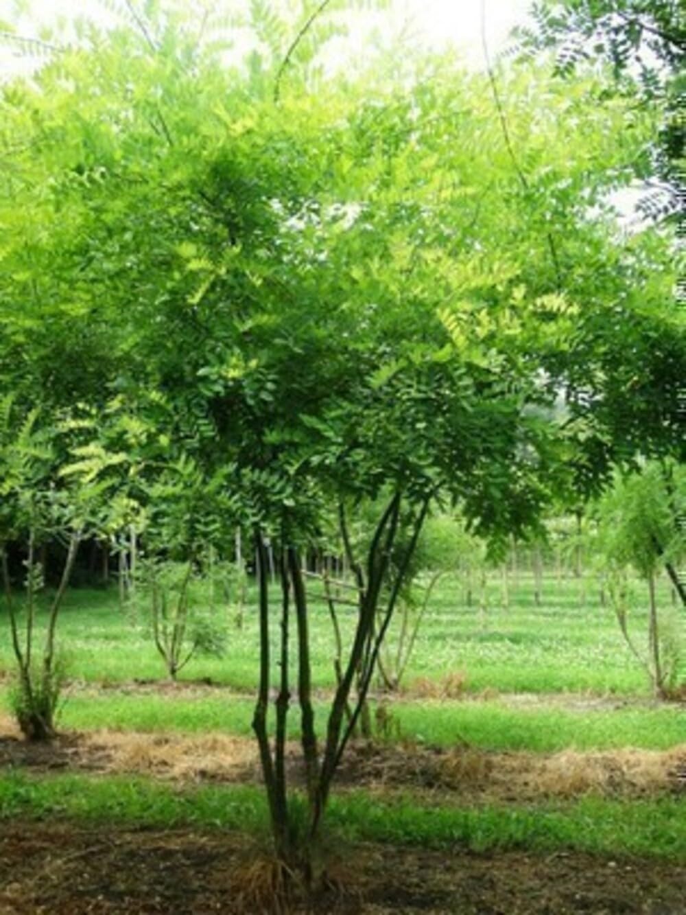 Styphnolobium japonicum (sophora japonica) - Sophora Du Japon 60-80 cm en pot