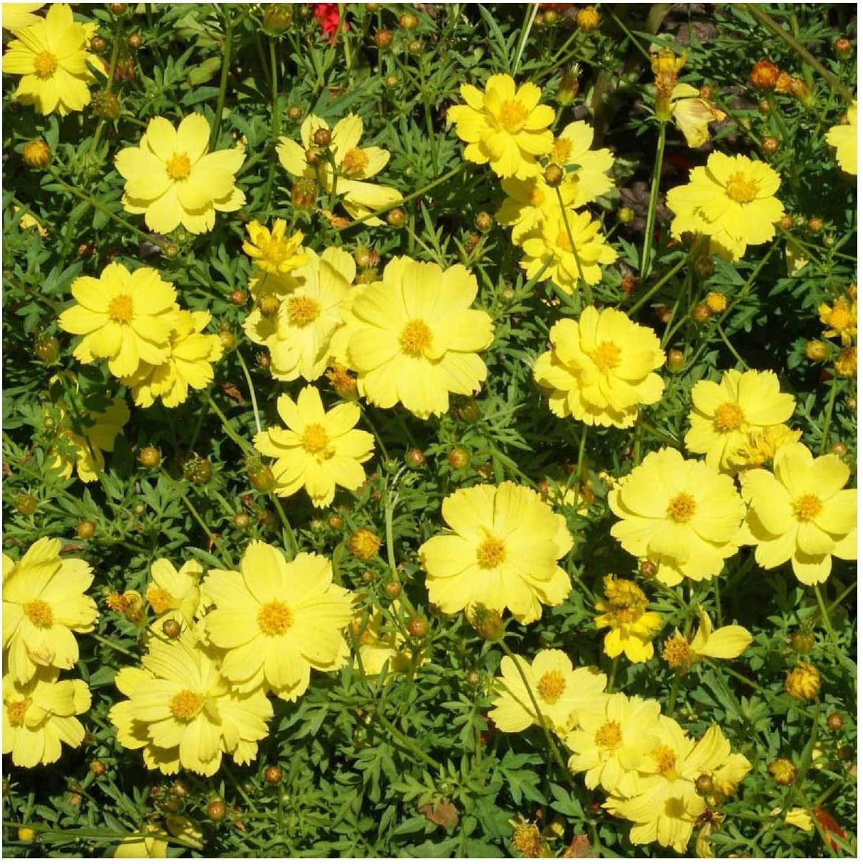 Everwilde Farms - 1 Lb Dwarf Lemon Cosmos Wildflower Seeds - Gold Vault