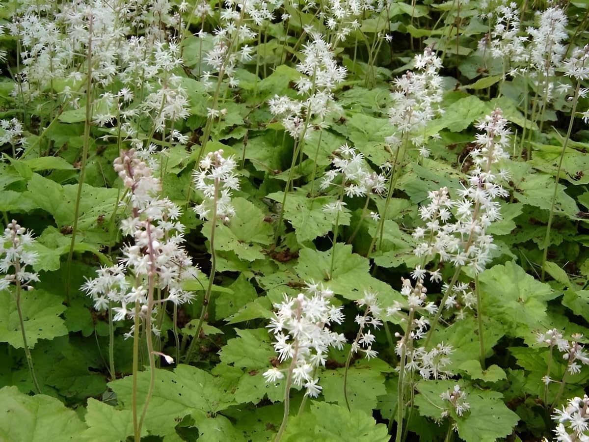 Stauden Gänge 10 x Tiarella wherryi Schaumblüte winterhart