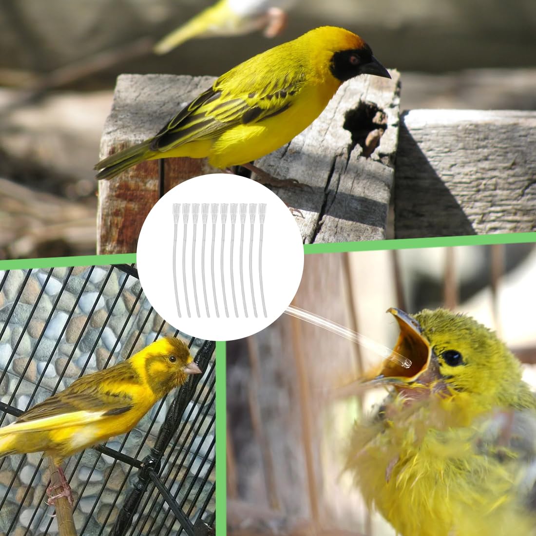 20 pezzi Alimentatore Pappagalli,Alimentatore Pappagalli Trasparente Uccelli Alimentazione Tubi Veloce Alimentazione Tubo per Bambino Pet Uccelli
