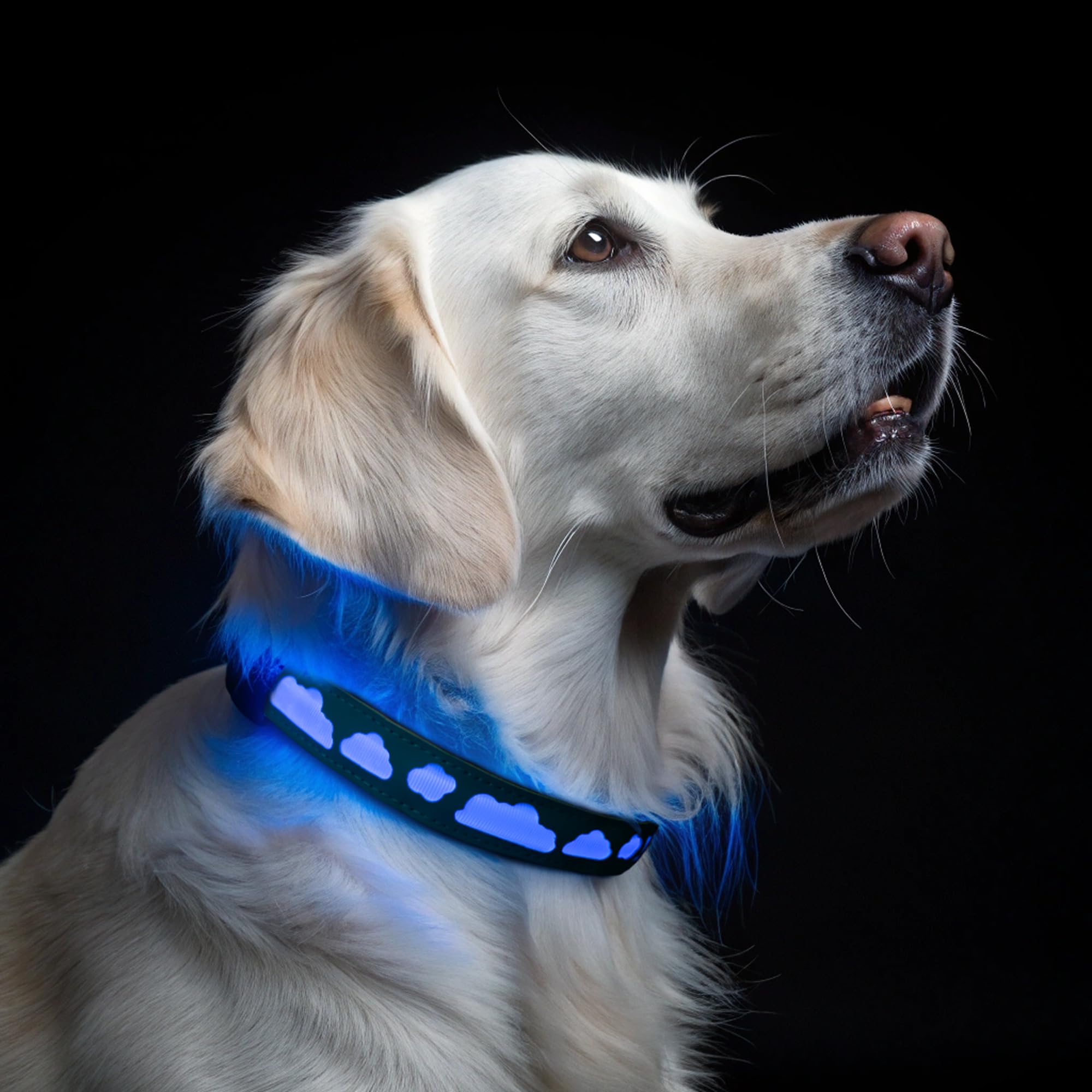 Collier pour chien AirTag étanche idéal pour les randonnées nocturnes et le suivi GPS