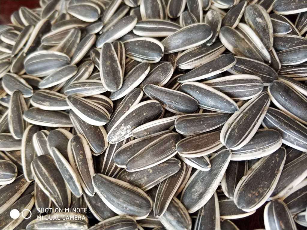 ARL International Fresh Organic Roasted Imported Sunflower Seeds With Shell - 1.5 Kg (Premium Export Quality) (B09H7SKMB3) Amazon Price History, Amazon Price Tracker