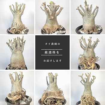 油彩画 アデニウム Amazon｜【種子】Adenium Obesum Super Yellow Maple Leaf