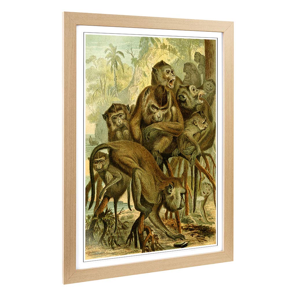 Big Box Art Framed Print of Vintage Brehms Tierleben 1893 Macaque Design | Wall Art Picture | Home Decor for Kitchen, Living Room, Bedroom, Hallway, Oak, A2 / 24.5x18 Inch / 62x45cm