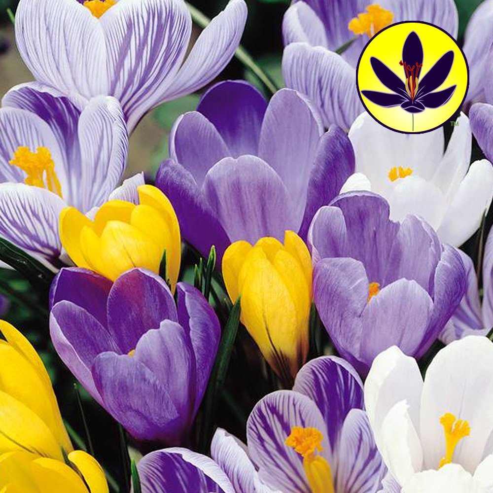 Gardeners Dream Krokusse Blumenzwiebeln Mehrjährig Winterhart Mix (200 Stk.) - Krokus Zwiebeln zum Pflanzen - Blau, Lila, Gestreift, Weiß & Gelb - Blumenzwiebeln Frühblüher Mix für Draußen