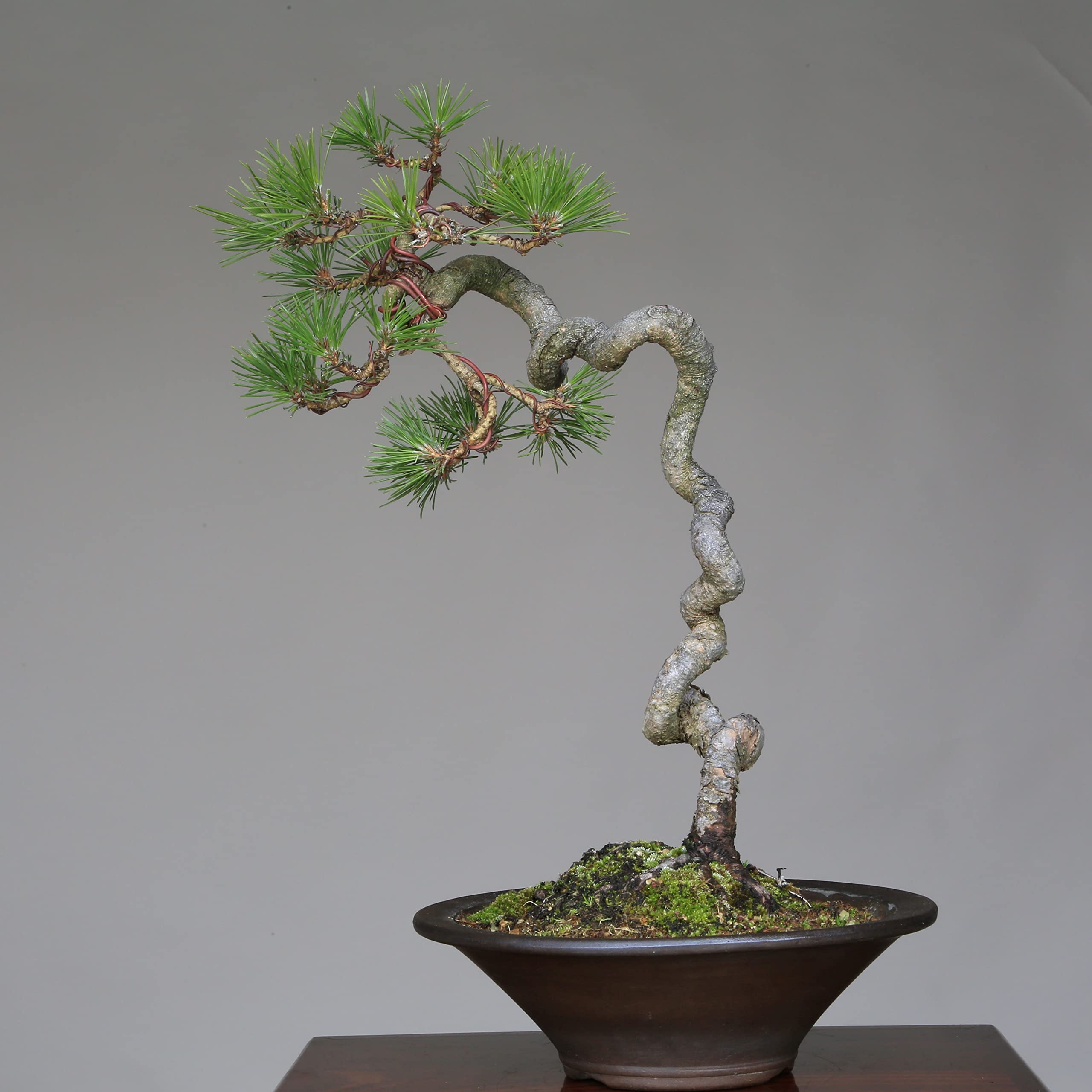 大品黒松文人盆栽 【公式通販】