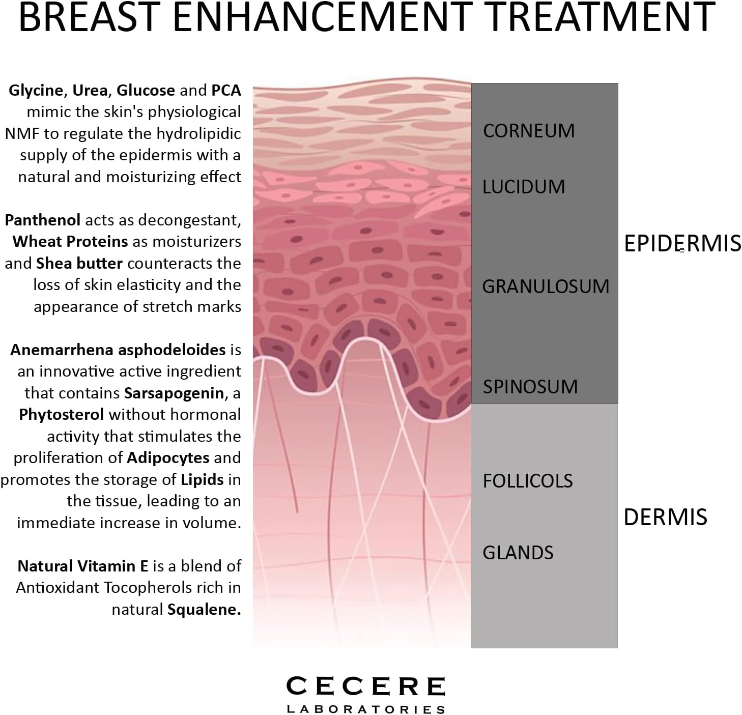 Cecere laboratories-(150ml/5.07 oz) Breast Enhancement Cream-Breast Enlargement Creams Reduces Sagging of the Breast Skin and Shapes it - Image 4