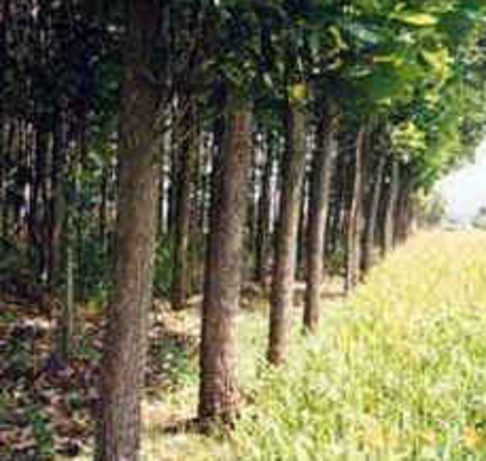 SS naturals- Acacia Mangium, Brown Salwood, Hickory Wattle, White Teak, Mangium Tree- 600 Seeds for growing (B088FF4MQY) Amazon Price History, Amazon Price Tracker