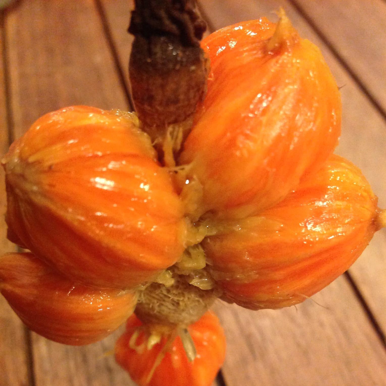 Veliyath Garden Keledang Fruit Live Plants (Artocarpus