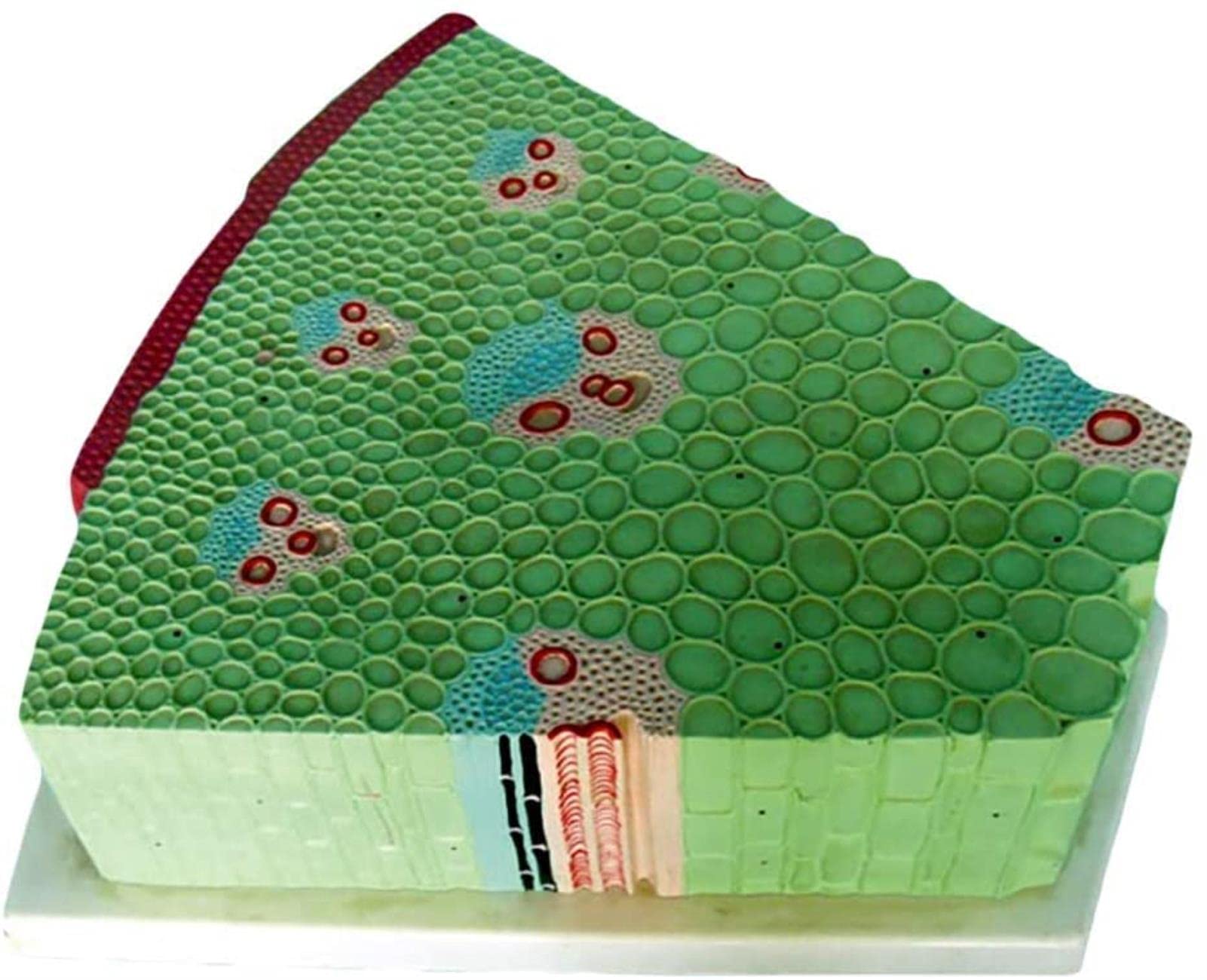 Buy Educational Model Dicotyledonous Stem Structure Model Anatomical