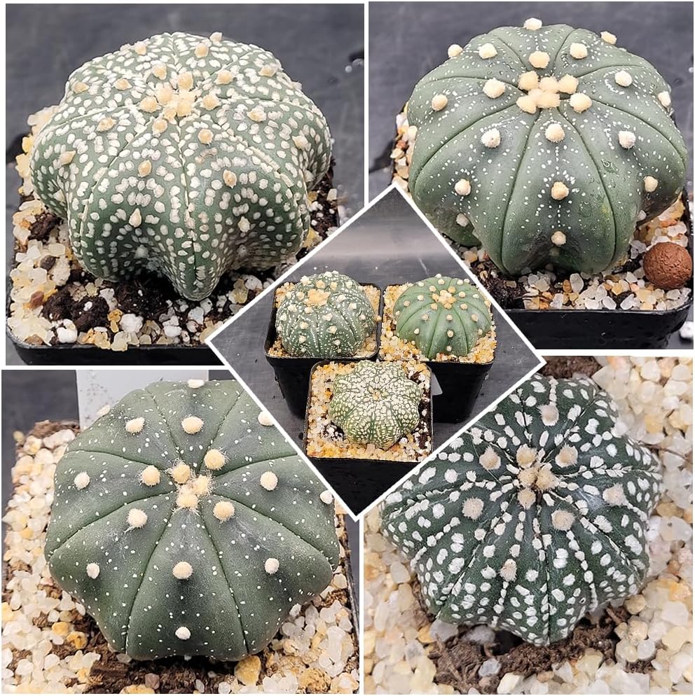 Astrophytum Asterias Sand Dollar Cactus, 2-2.5 inches, Live Plant (3)