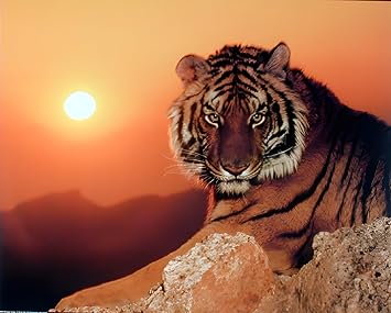 Impact Posters Gallery Wild Tiger At Sunset Wildlife Animal Wall Decor Art Print Poster 16x20