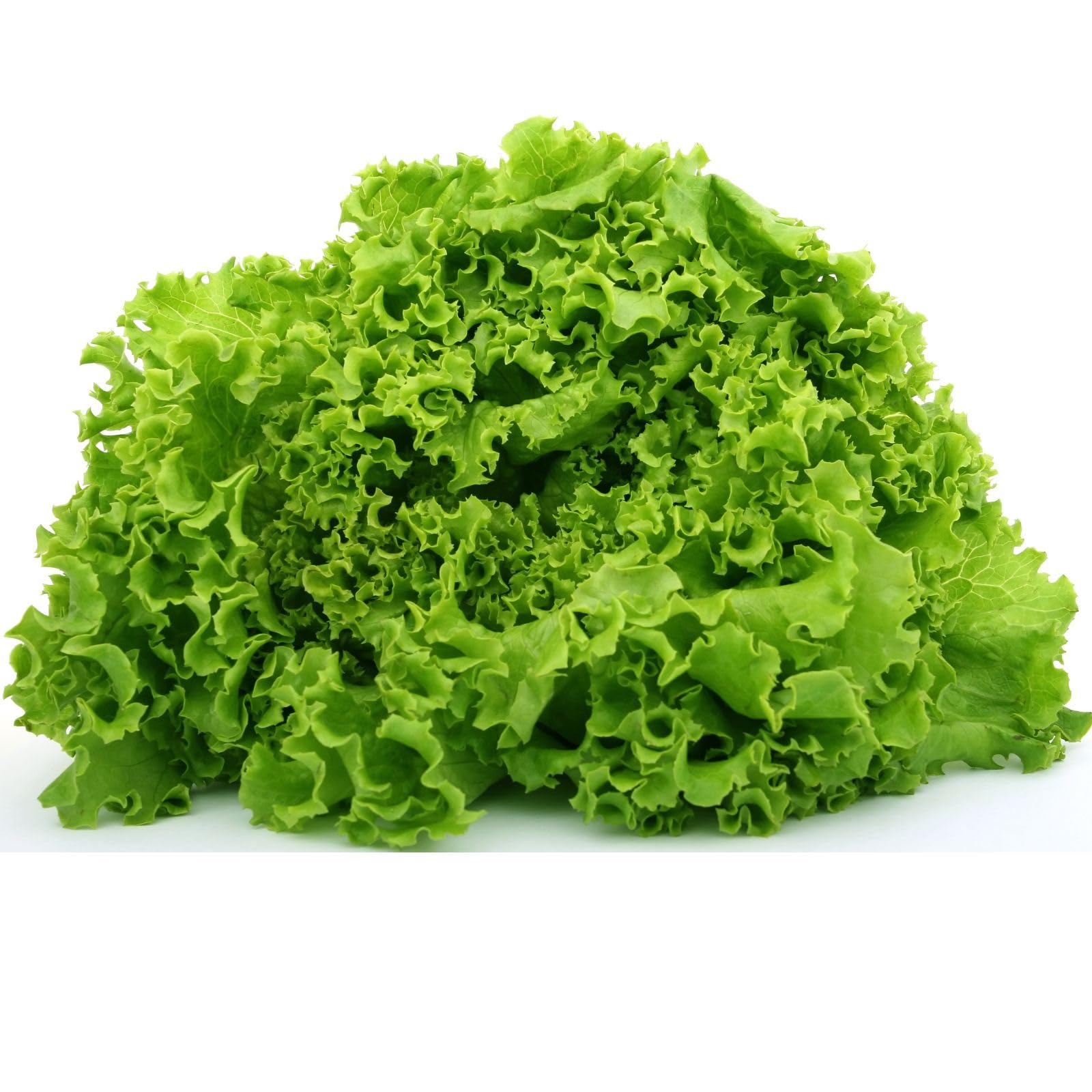 Nelesa Gardening Green Lettuce Vegetable Seed - 50 Seeds Pack (B00IRZP1T0) Amazon Price History, Amazon Price Tracker