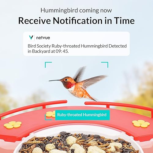 Miniatura 3 de NETVUE Birdfy Cámara con cámara Birdfy Hummee, alimentador inteligente para pájaros con cámara, videos de aves de captura automática y observación