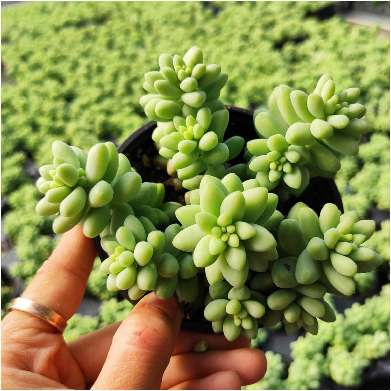Sedum Burrito Donkey Tail Rare Succulent Plant