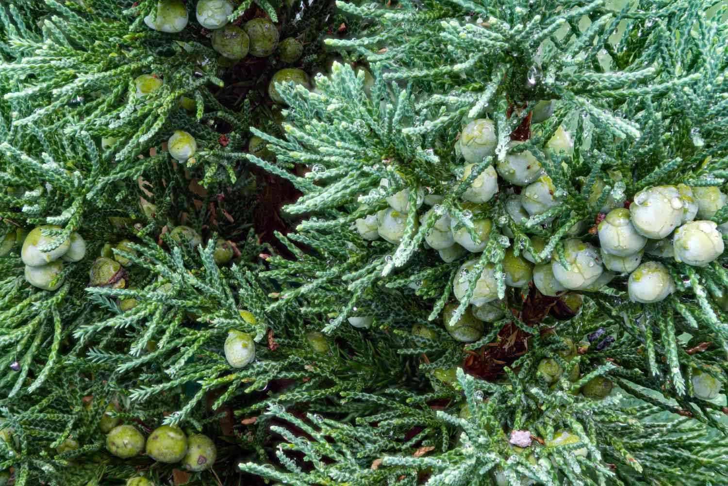 Semillas De Cedro Rojo Del Este (Juniperus Virginiana) - Pack De 30 Semillas Para Cultivo De Árboles O Topiaria