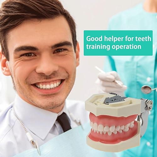 Miniatura 8 de Typodont Teeth Model Kilgore NISSIN 200 Type Detachable Removable 28pcs Screw-in Teeth Model with Screwdriver Suitable Teaching Dental Students