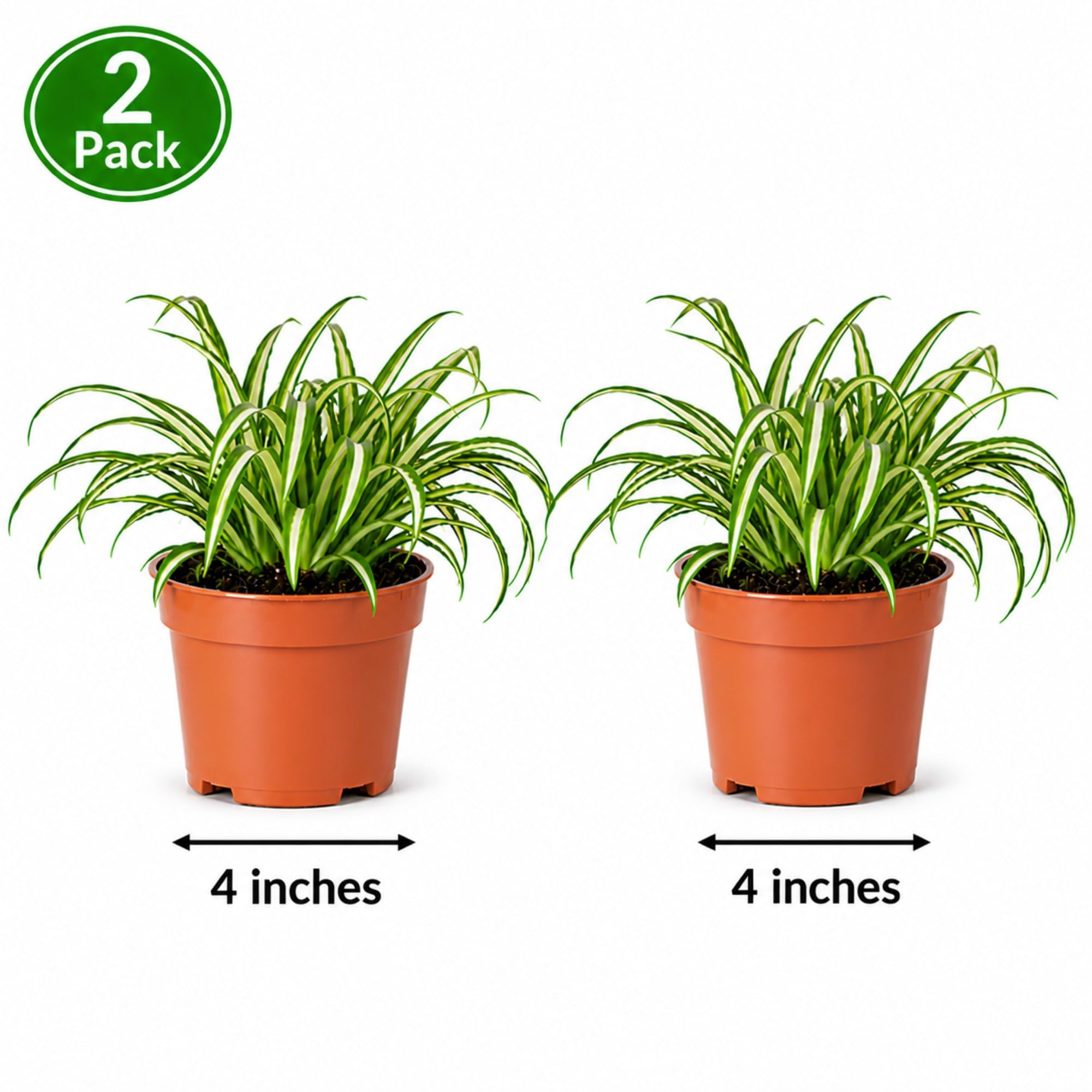 buy snake plant nyc Snake Plant for Sale main image 0
