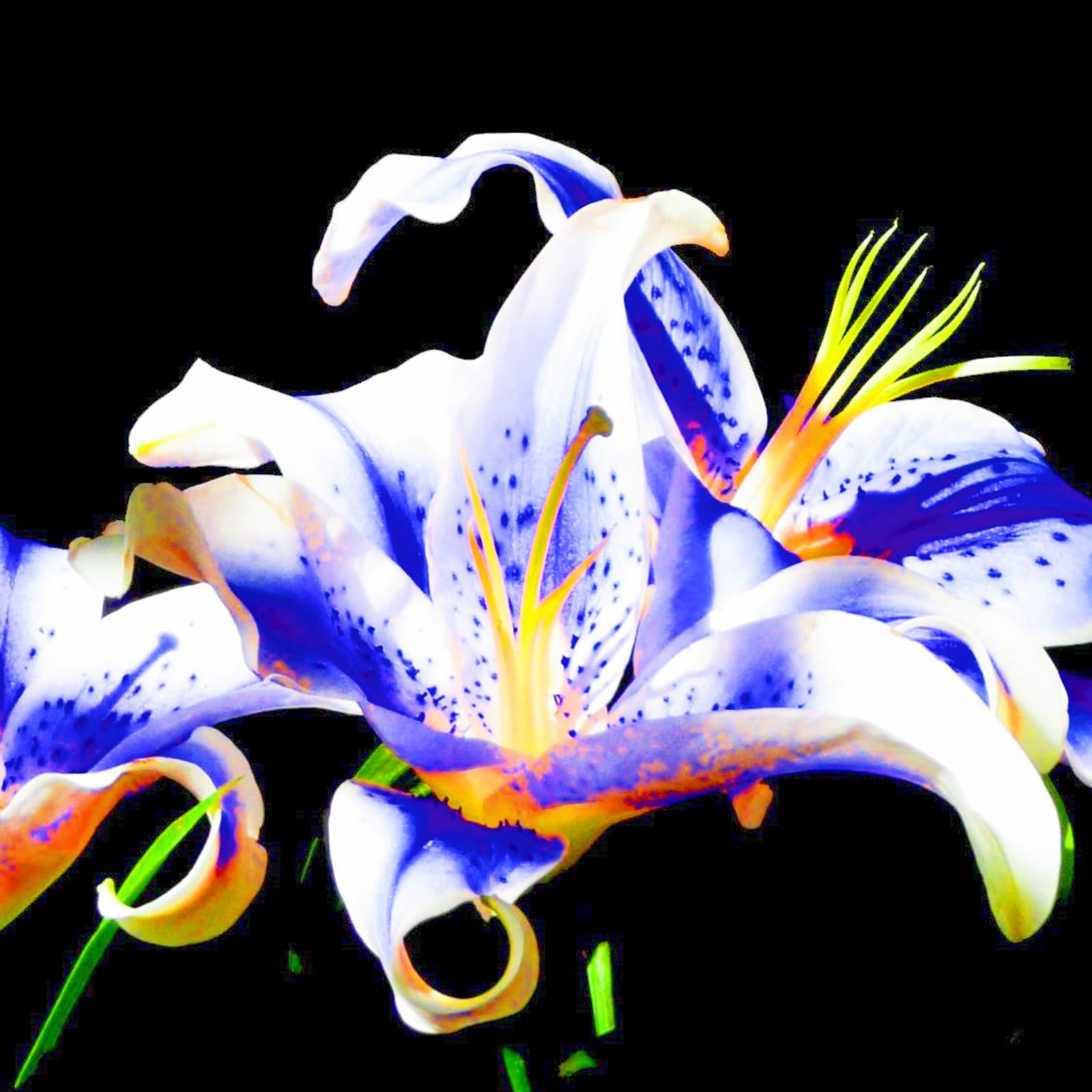 信州産　黄色の百合球根(子球付き♪ 信州産黄色の百合球根(子球付き♪