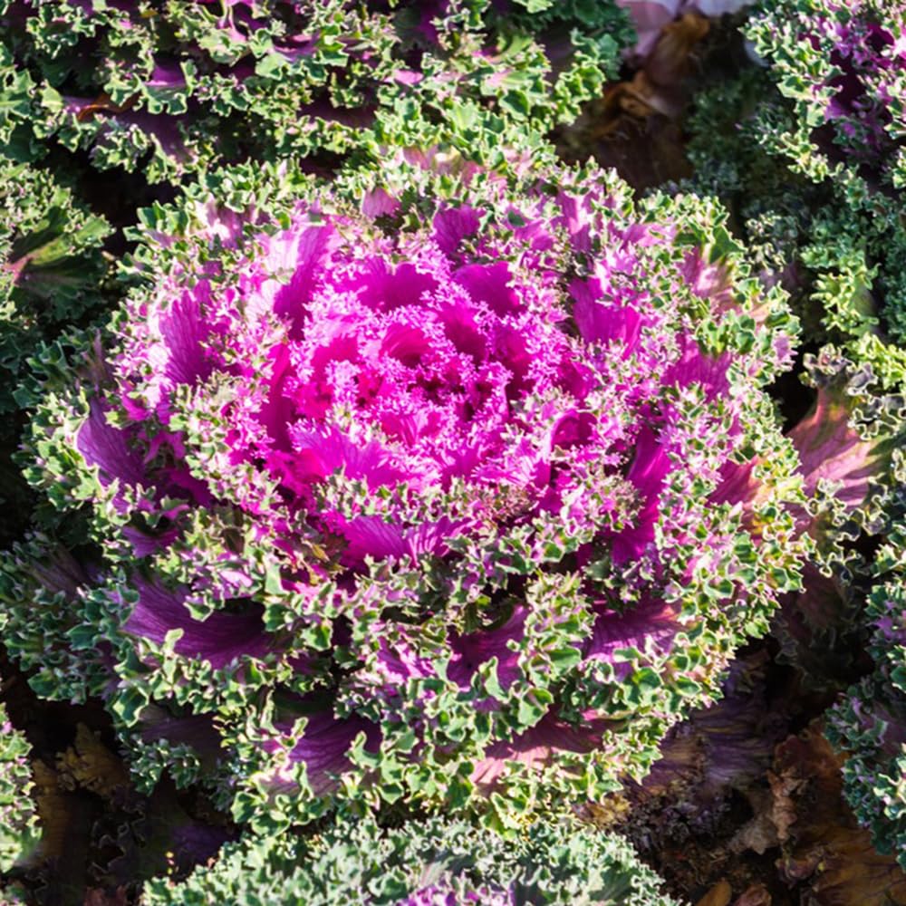 geschenk saatgut Geschenk-Set „Blumige Vielfalt“ – Gartenzauber Papeterie & Saatgut main image 0