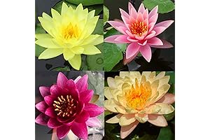 Pre-Grown Hardy Water Lily Tuber (Top 4 IWGS Award) Live Aquatic Plants...