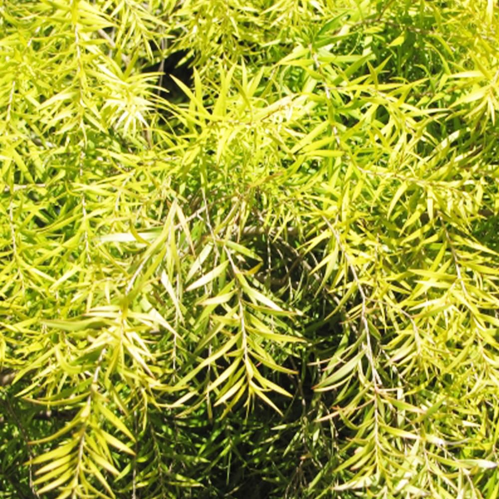 Amazon.co.jp: ITANSE メラレウカ・レボリューションゴールド 3