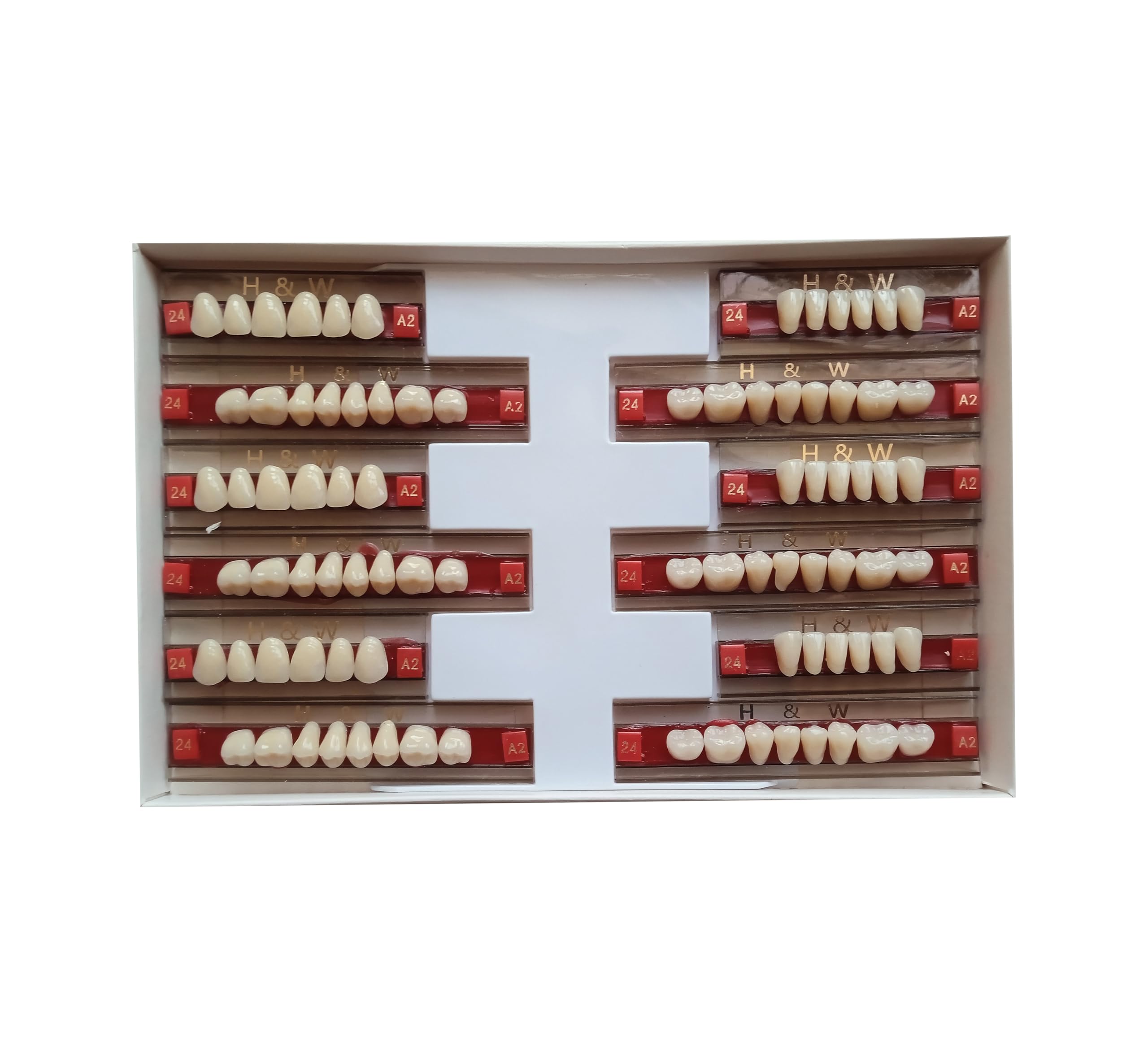 Synthetic teeth set - Double layer - A2 - module 419-picture-10