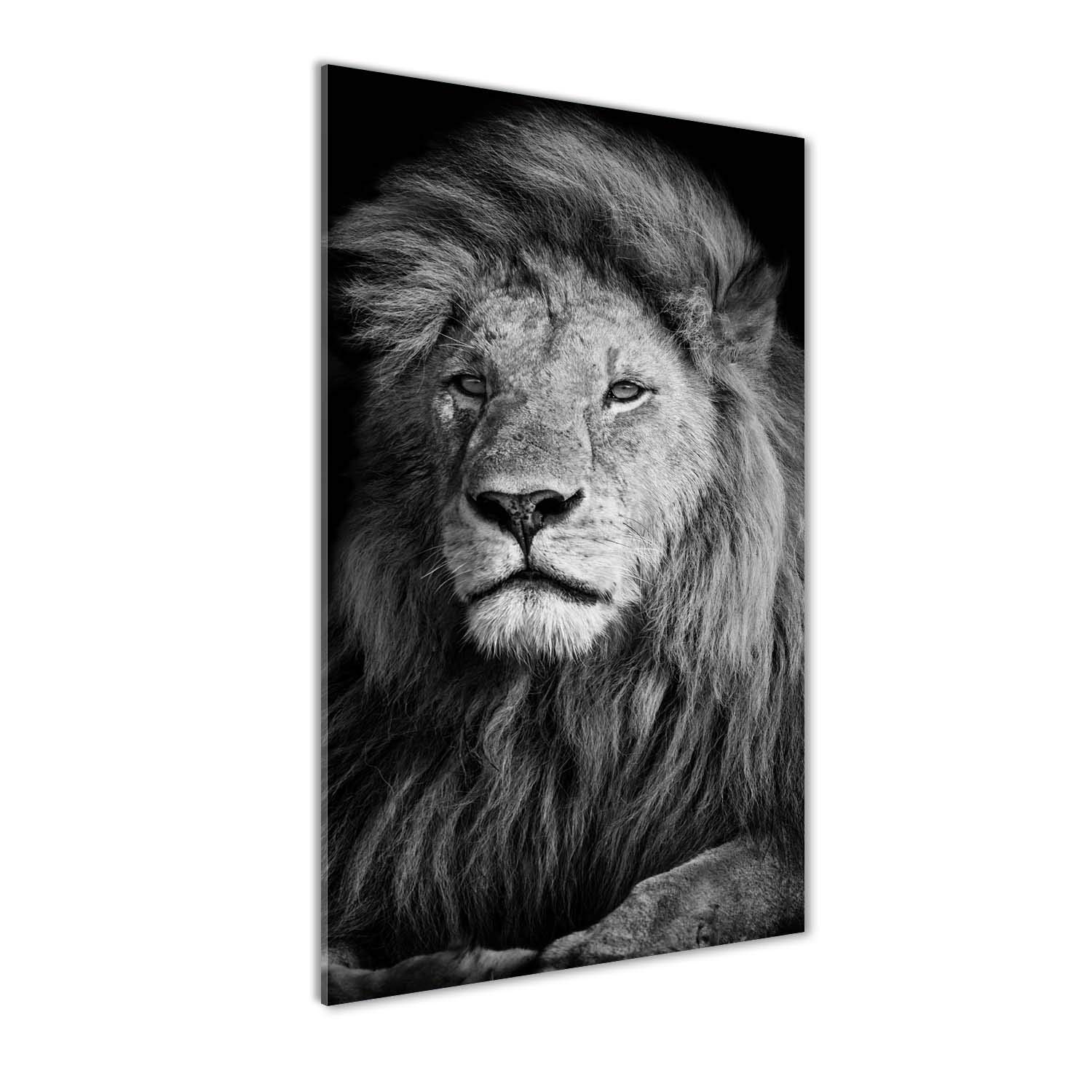 Décoration animaux tableau acrylique 60x120 image sur verre lion noir et blanc mural art