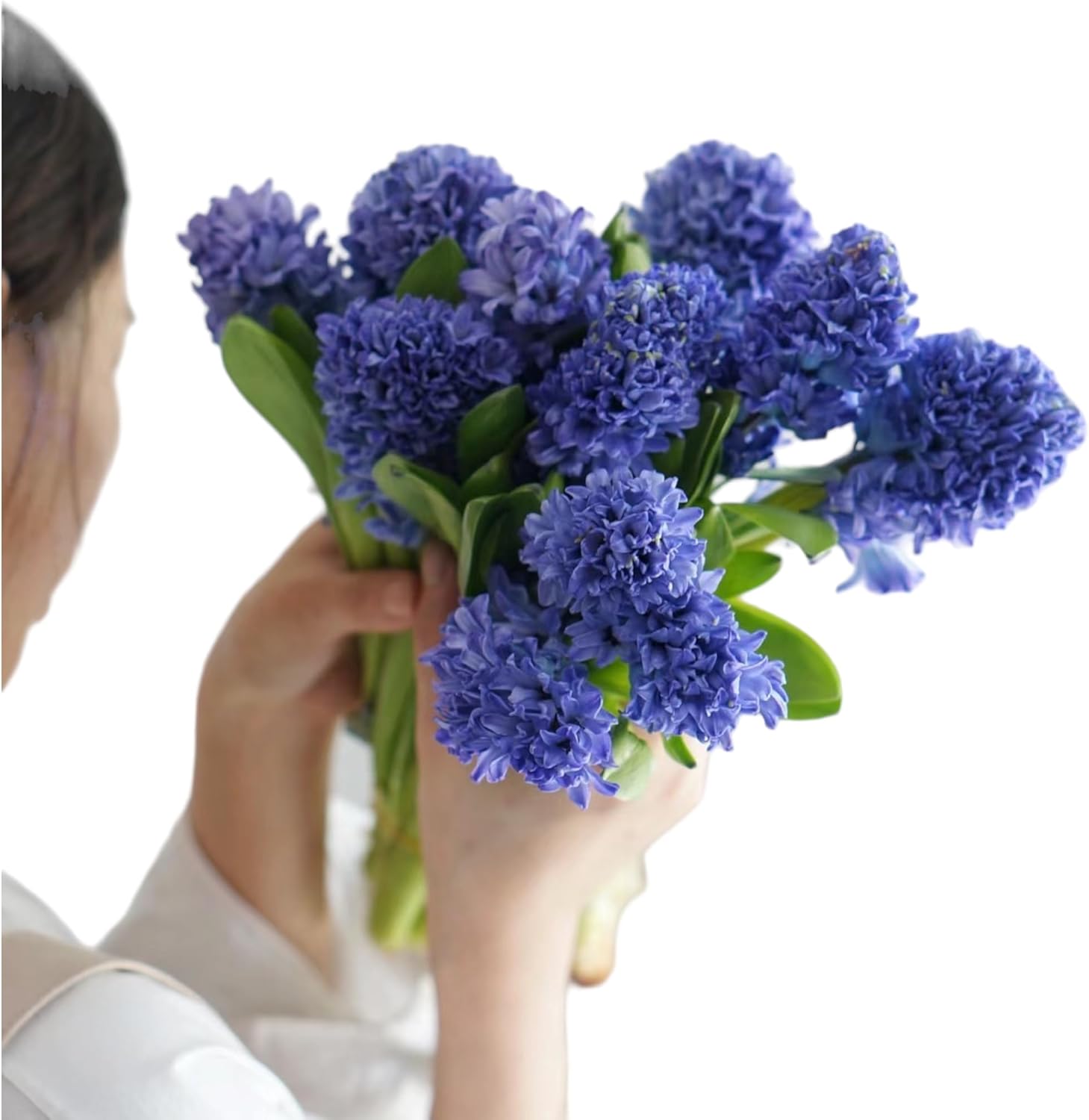 15 Stems Hyacinth Randomly Mix Colors Fresh Cut Flowers Arrangement Gifts For Home Decoration Birthdays Anniversaries Healing Sympathy Friendship and Love