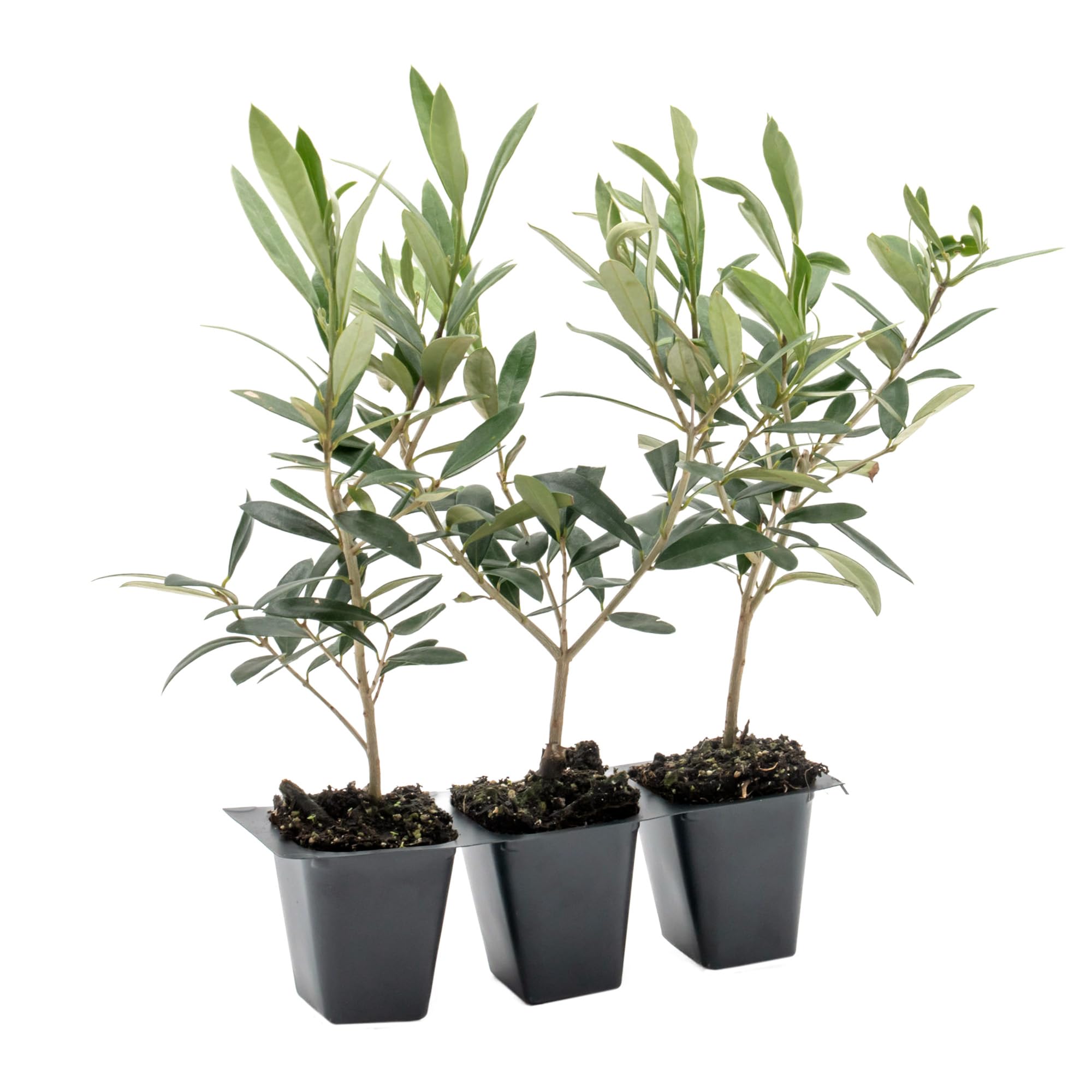 Dwarf Fruitless Olive Trees (3-Pack)