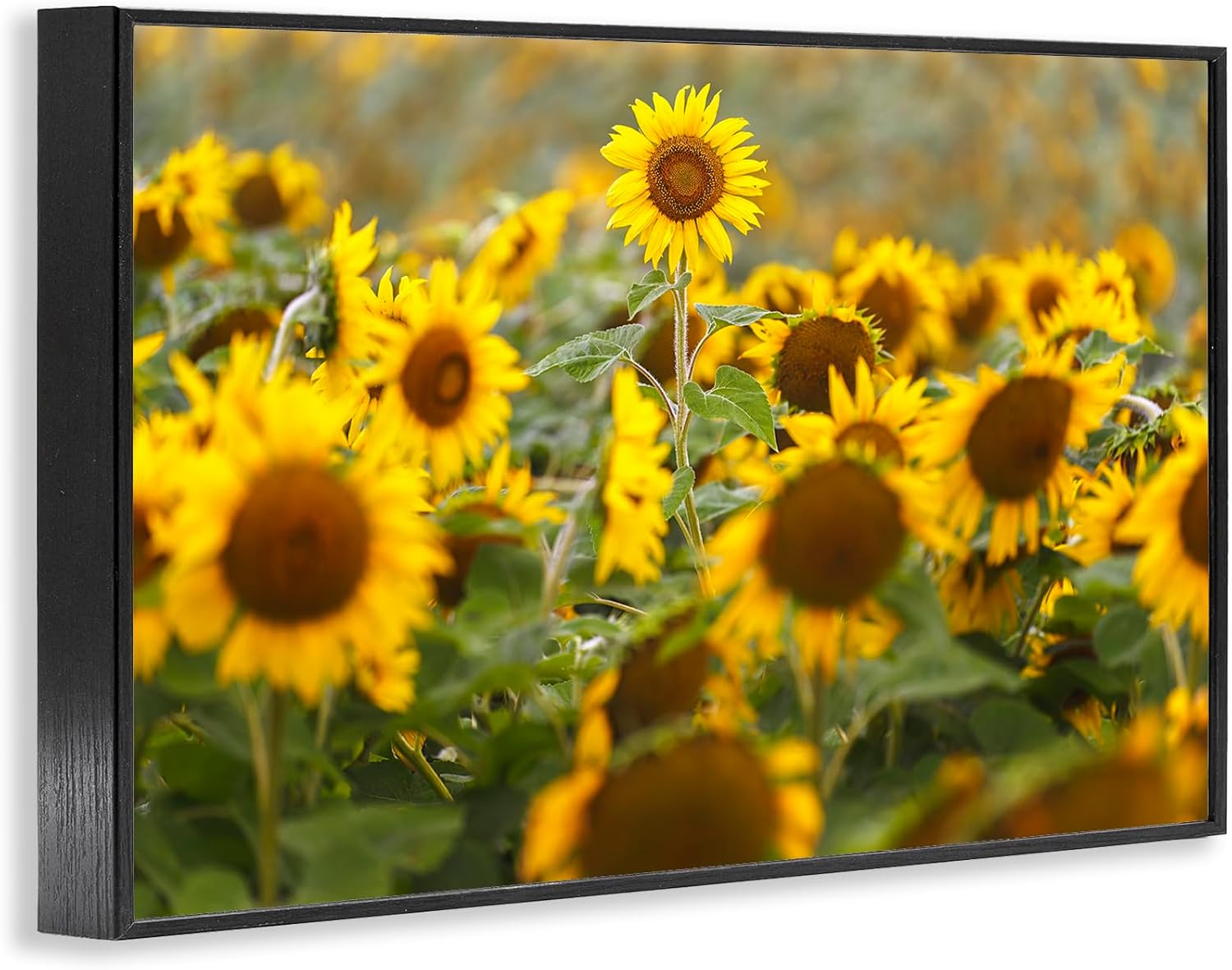 Stupell Industries Central Sunflower in Meadow Black Framed Giclee Art, design by Andy Crawford, 12 x 18