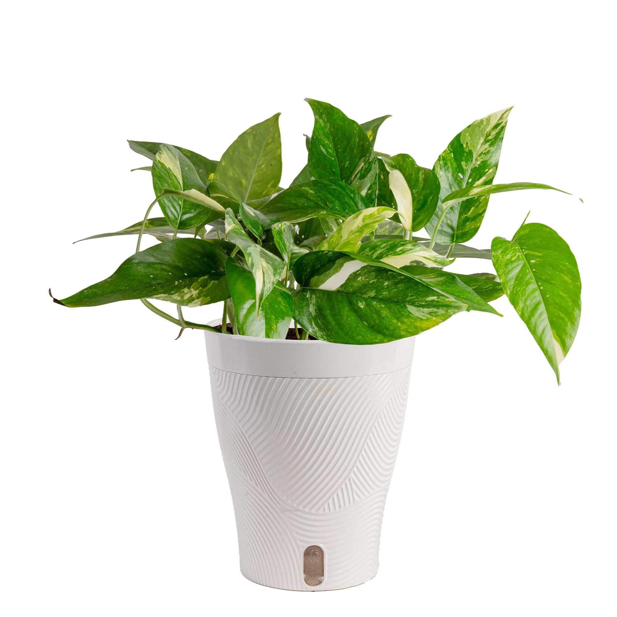 Costa Farms Albo Variegated Pothos