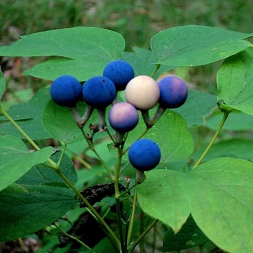 Palm Beach Medicinal Herbs - Blue Cohosh (Caulophyllum thalictroides) - Paquete de 10 Semillas