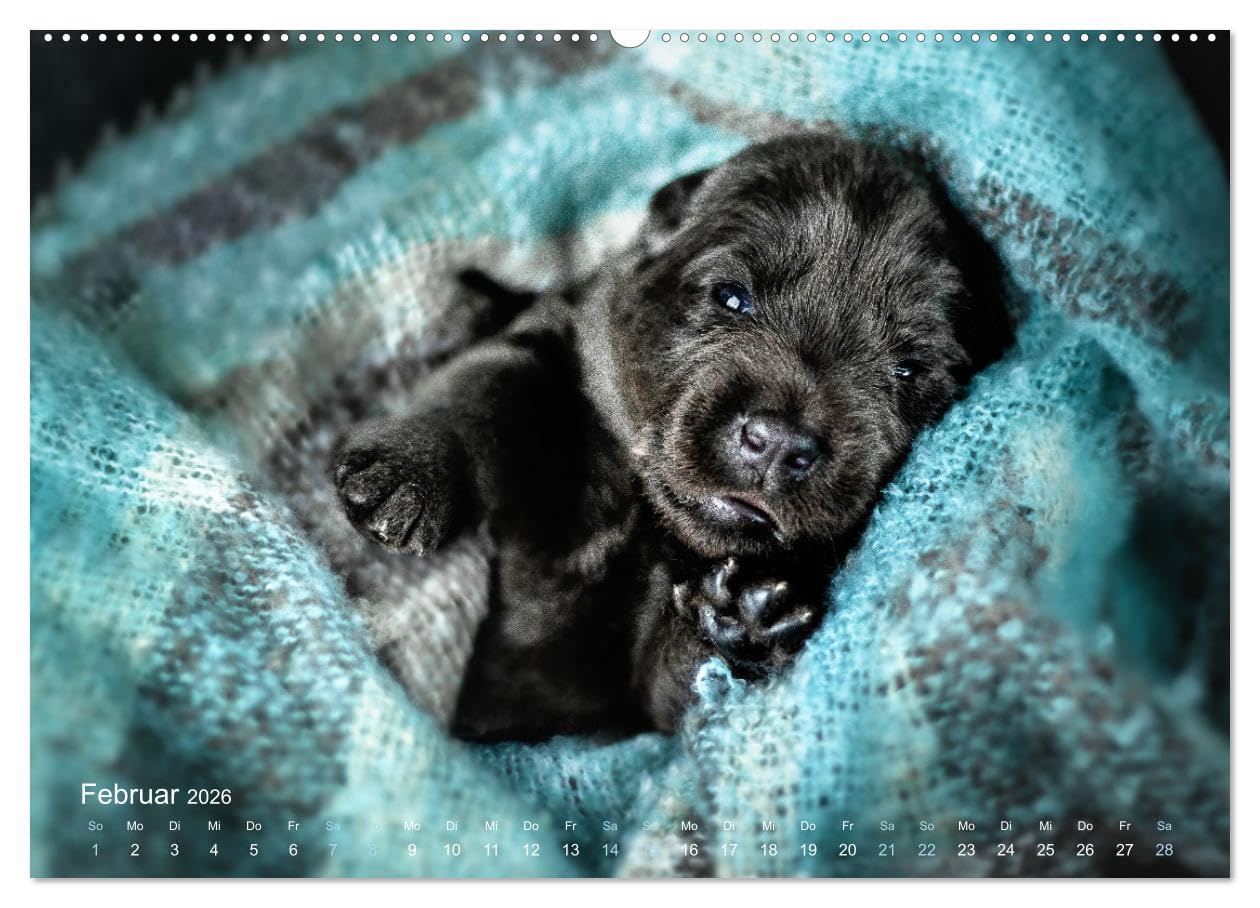 Verzauberung Labrador Retriever 2026 (Wandkalender 2026 DIN A2 quer), CALVENDO Monatskalender