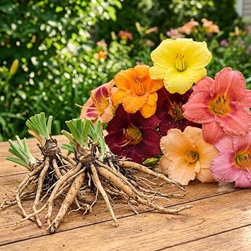 5 Mixed Daylily Bare Roots for Planting, Colorful Perennial Hemerocallis