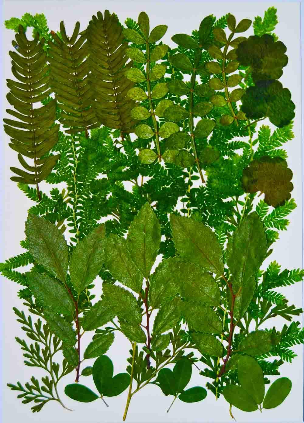 HANDI-KAFU Assorted Leaves Real Dried Pressed Flowers for Resin Art Craft DIY