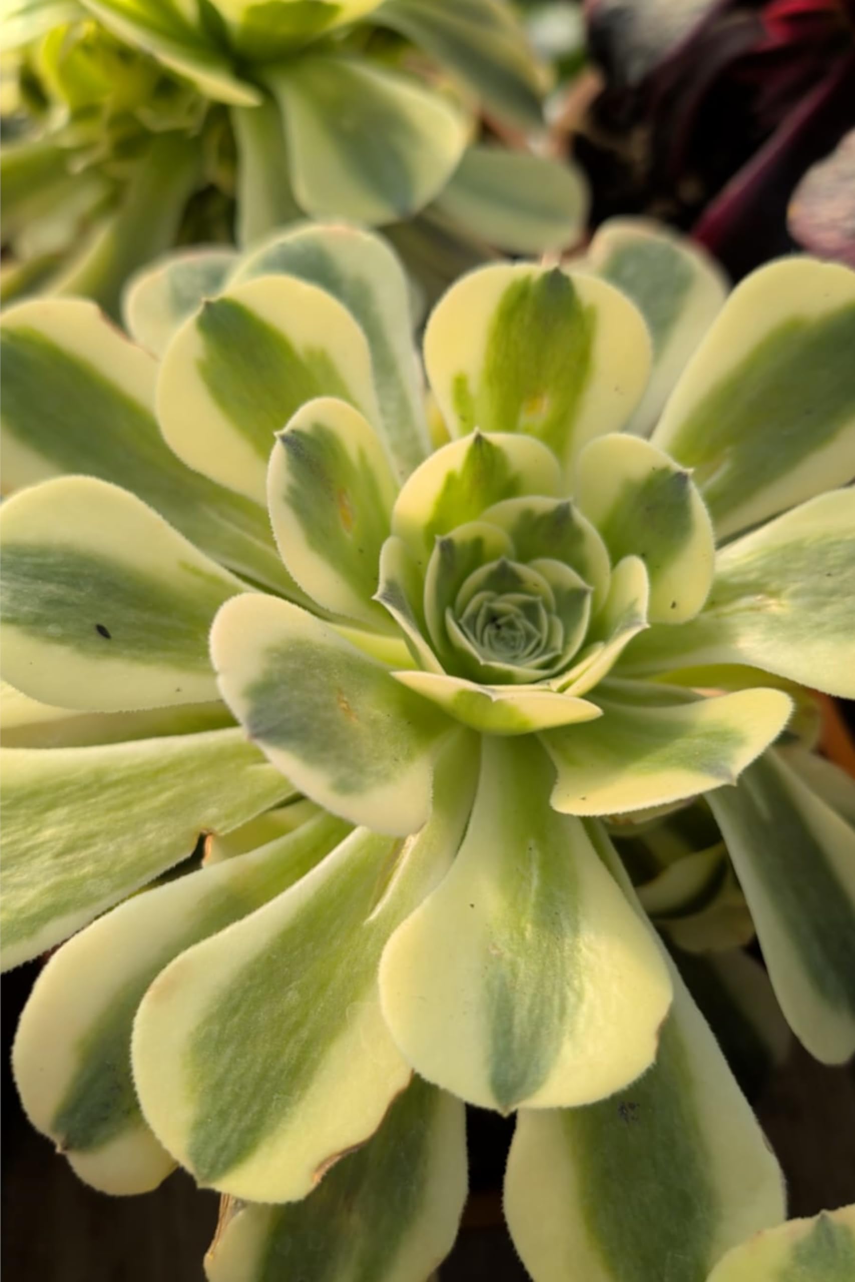 Pianta vera di Aeonium Green Lemon| Altezza pianta: 15 cm Diametro vaso: 17 cm | Pianta grassa ornamentale variegata e facile da coltivare all'interno o esterno