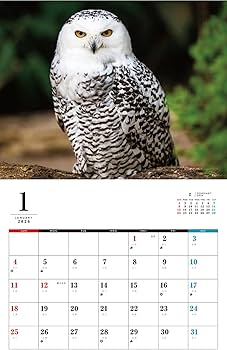 ふくろうカレンダー 2026 (カレンダーシリーズ) | カレンダー編集部